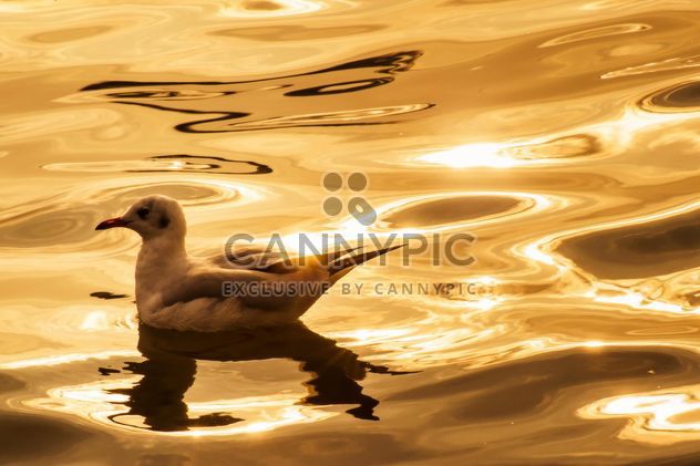 Seagull on the water - image #136337 gratis