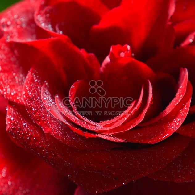 Red rose close-up - Free image #182837