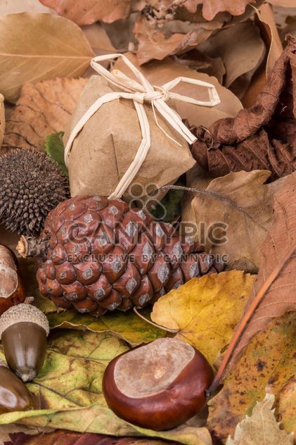 Dried autumn leaves and fruits - image gratuit #182917 