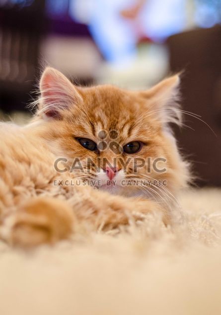 Cute Persian cat - Kostenloses image #182967