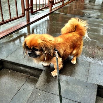 Pekingese on a leash - Kostenloses image #183207