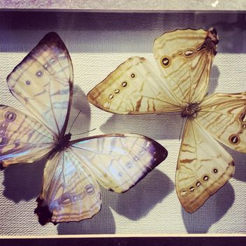 Two dried butterfies - Kostenloses image #183227