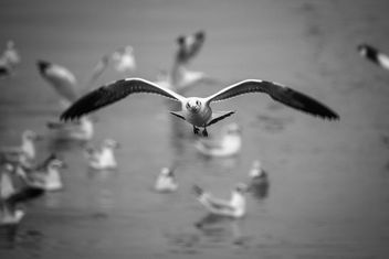 Flying seagulls - image #183447 gratis