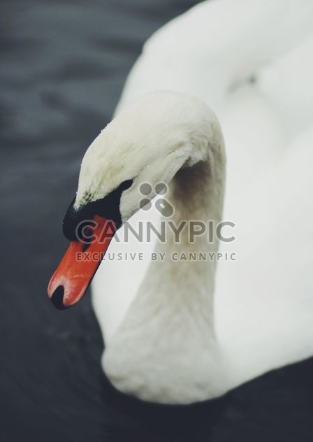 White Swan - image gratuit #183677 