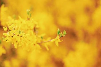 Small yellow flowers - Free image #183707
