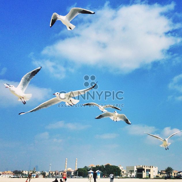 Gulls in flight against a blue sky - image #184067 gratis