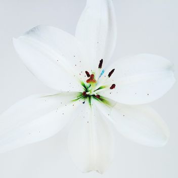 Closeup of white flower - image gratuit #184187 