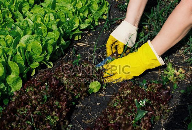 Lettuce gardening - Free image #185747