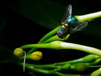 Fly on green herb - бесплатный image #186127