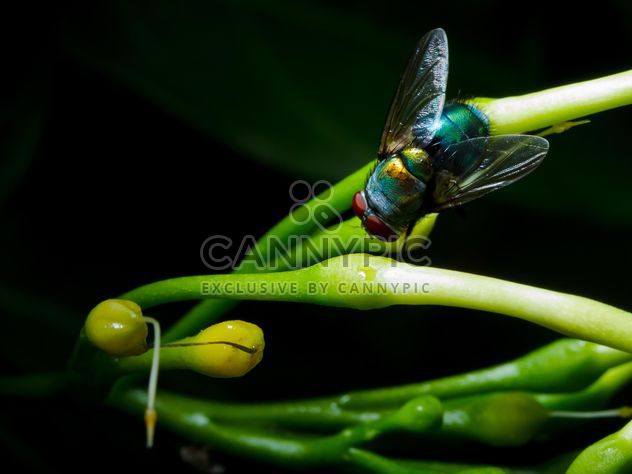Fly on green herb - image #186127 gratis