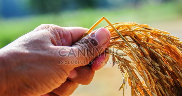 Rice spica in hand - image #186357 gratis