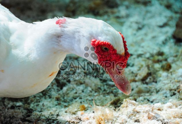 Muscovy duck - Kostenloses image #186377
