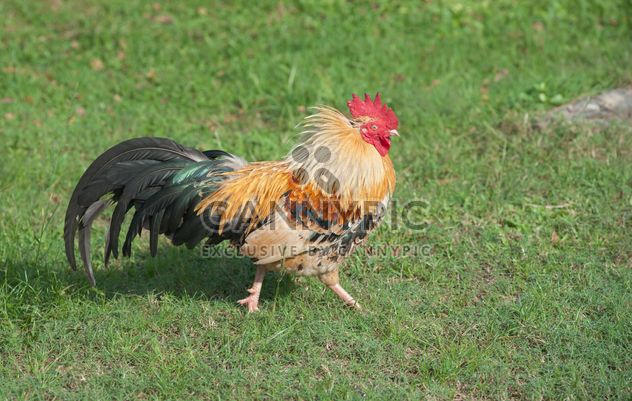 Rooster on grass - image gratuit #186537 