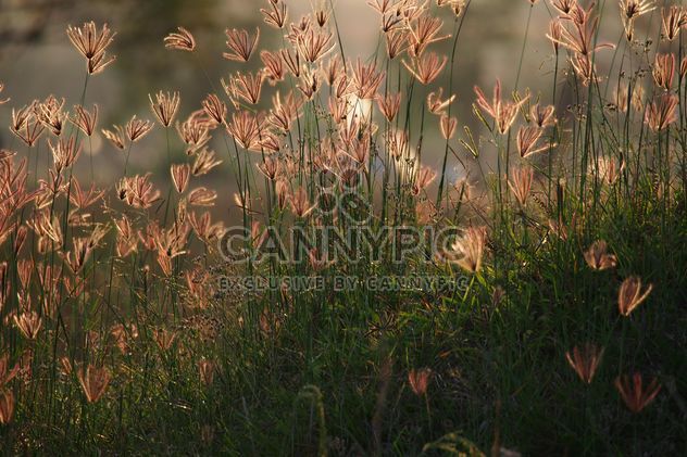 Grass in field at sunset - Free image #186567