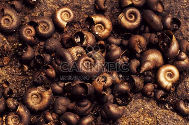 Background of brown shells - image gratuit #186657 