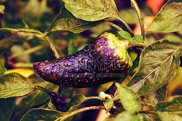 Growing eggplant in water drops - image gratuit #186747 
