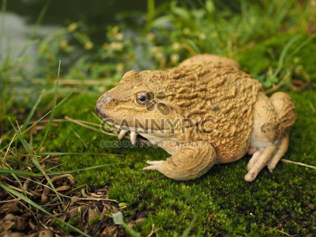 Frog on green moss - image gratuit #186917 