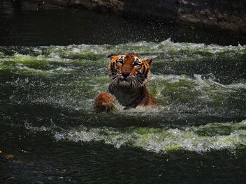 Portrait of tiger in river - image gratuit #186937 
