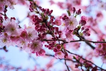 Cherry blossom in spring - image gratuit #187617 