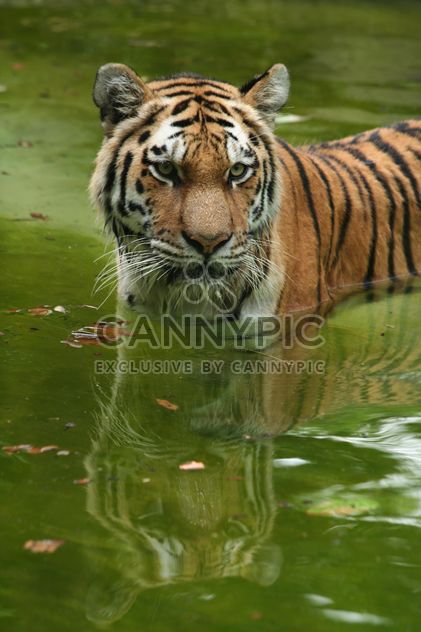 Tiger in the Zoo - Free image #187787