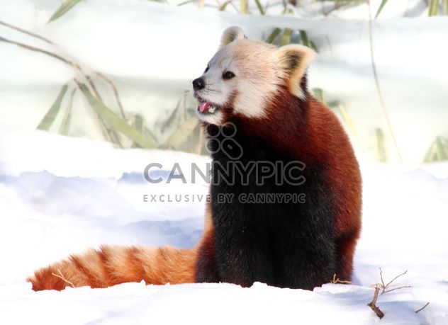 Cute Red Panda - image #187807 gratis