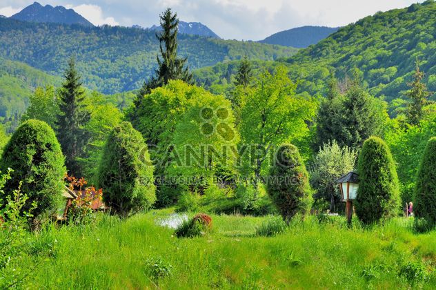 Beautiful nature in Carpathians mountains - image gratuit #198137 