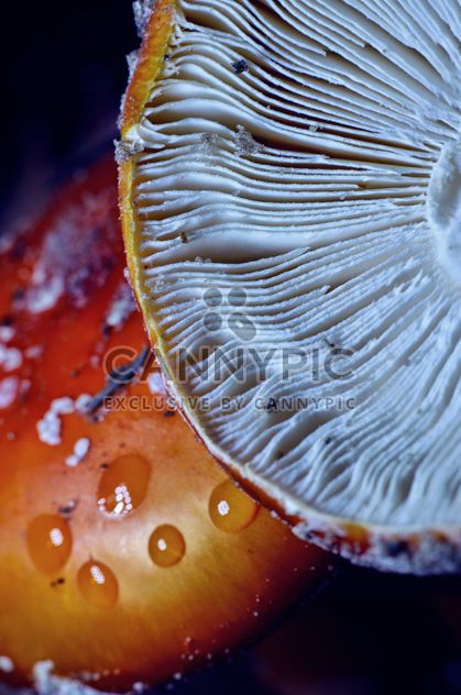 Amanita mushrooms with water drops - Free image #198207