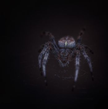Big hairy spider - Kostenloses image #198217