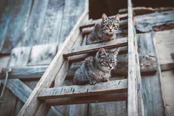 Cats on wooden ladder - Free image #198677