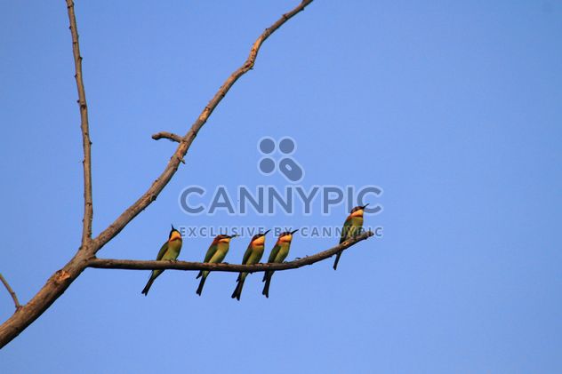 Kingfisher birds on branch - image #199027 gratis