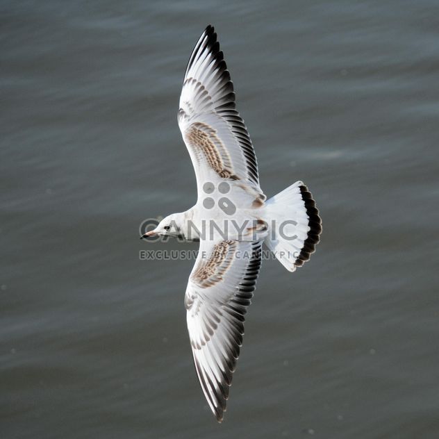 Seagull flying over sea - image #201427 gratis