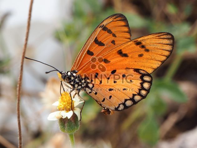 Tawny Coster butterfly on the flower - Free image #201497