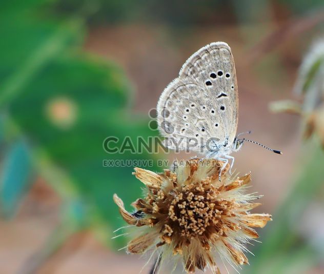 Butterfly on dry flower - image gratuit #201517 