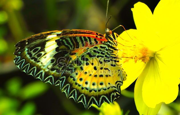 Leopard Lacewing butterfly on yellow flower - image #201527 gratis