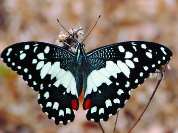 Close-up of black lime butterfly - image #201537 gratis