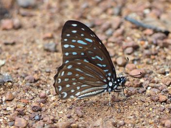 Blue Tiger butterfly - image gratuit #201567 