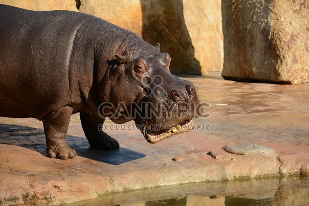 Hippo In The Zoo - image gratuit #201587 