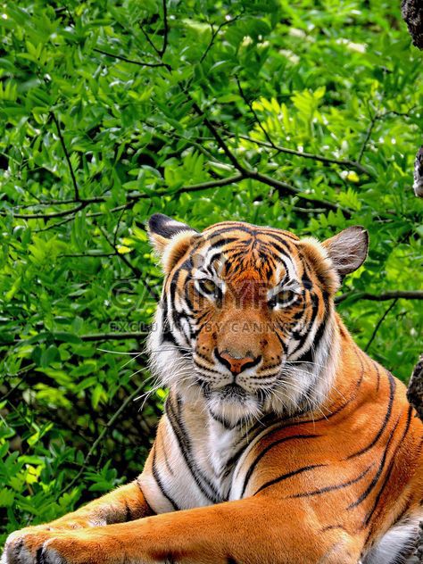 Tiger Close Up - Kostenloses image #201607