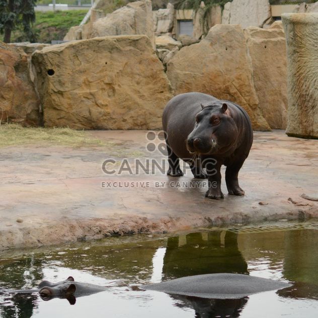 Hippo In The Zoo - бесплатный image #201687