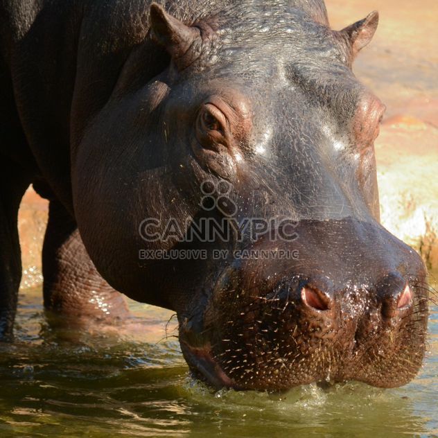Hippo In The Zoo - image #201717 gratis
