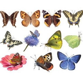 Vector Butterflies - vector #213527 gratis
