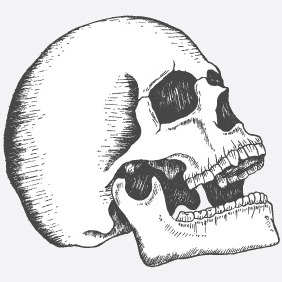 Free Skull Vector - Kostenloses vector #216337