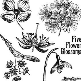 Antique Flower Blossom Illustrations - Kostenloses vector #218607