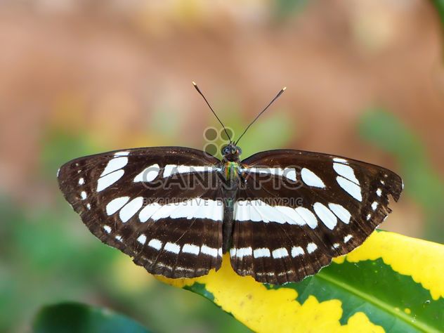 Butterfly close-up - Free image #225367