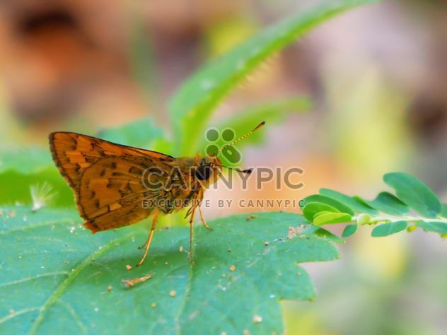 Butterfly close-up - image gratuit #225377 