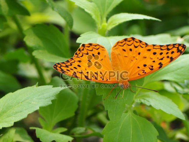 Butterfly close-up - Free image #225387