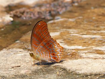 Butterfly close-up - image gratuit #225397 