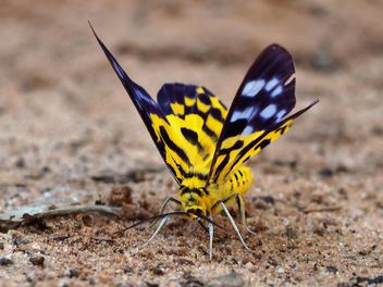 Butterfly close-up - image gratuit #225407 