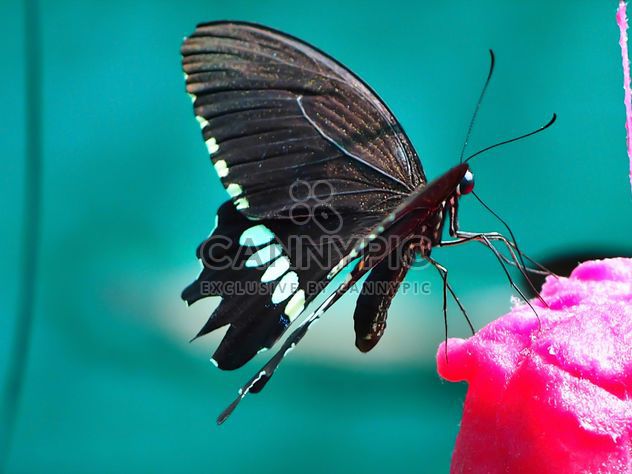 Butterfly close-up - image gratuit #225447 
