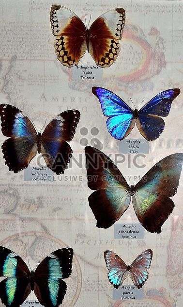 Collection of butterflies - image gratuit #229457 